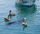 Three pelicans and a seal