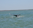 Whale tail 5