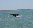 Whale tail 6