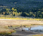 Grazing elk