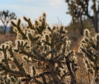 Joshua Tree cacti