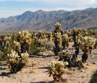 Cacti in Joshua Tree