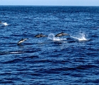 Dolphins off Monterey