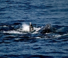 Whale off Monterey
