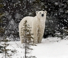Polar bear in snow