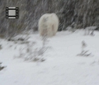 Bear in snow