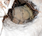 Polar bear in lair with two cubs