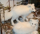 Arctic foxes