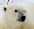 Closeup of bear
