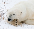 Closeup of sleeping bear