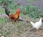 Mr. and Mrs. Rooster