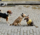 Havana dogs