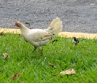Hen and chick crossing the road