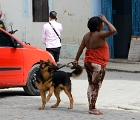 Largest dog in Cuba