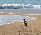 Pelican on beach