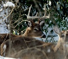 D8C 3842e  Deer