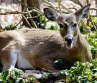 D8C 3863a  Deer