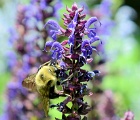 Bee in flower