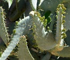 D8C 4130cc  Cacti, Nevada
