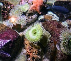Anemone - Long Beach aquarium