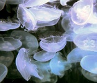 Jellyfish - LB aquarium