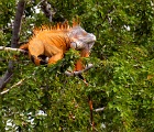 Iguana in tree