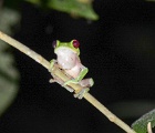Red-eyed frog
