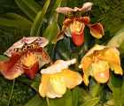 DSC 1294d  Orchids, Ravinia botanic gardens