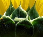 Back of sunflower