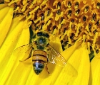 Bee on sunflower