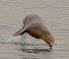 Diving sea lion