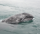 Gray whale