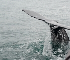 Gray whale tail