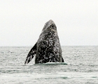 Breeching gray whale