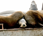 Snuggling sea lion