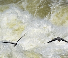 Blue herons - Great Falls, VA
