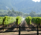 Napa vineyard  Far Niente vineyard, Napa