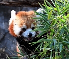 Red panda  Red panda