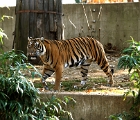 Tiger at zoo