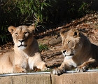 Lions at zoo  Young lions