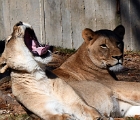 Lions  Yawning lion