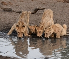 Lions at waterhole, Kruger NP