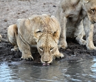 Lion at waterhole