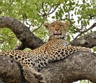 Leopard in tree, Kruger