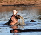 Hippo in Zambesi River