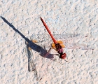 Dragonfly, Jordan