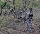 Zebra, Zimbabwe