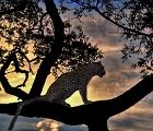 Leopard in tree, Kruger