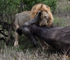 Male lion with lunch