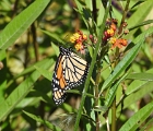 Butterfly in NYC  Butterfly